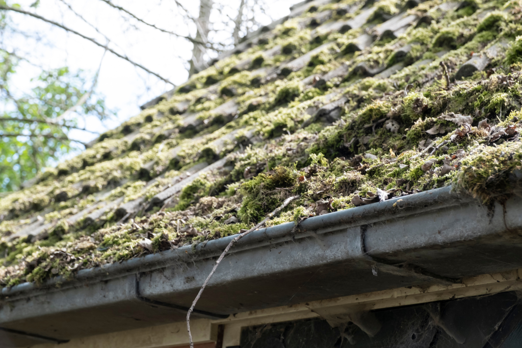 Moss growing on a roof and spreading into the gutter