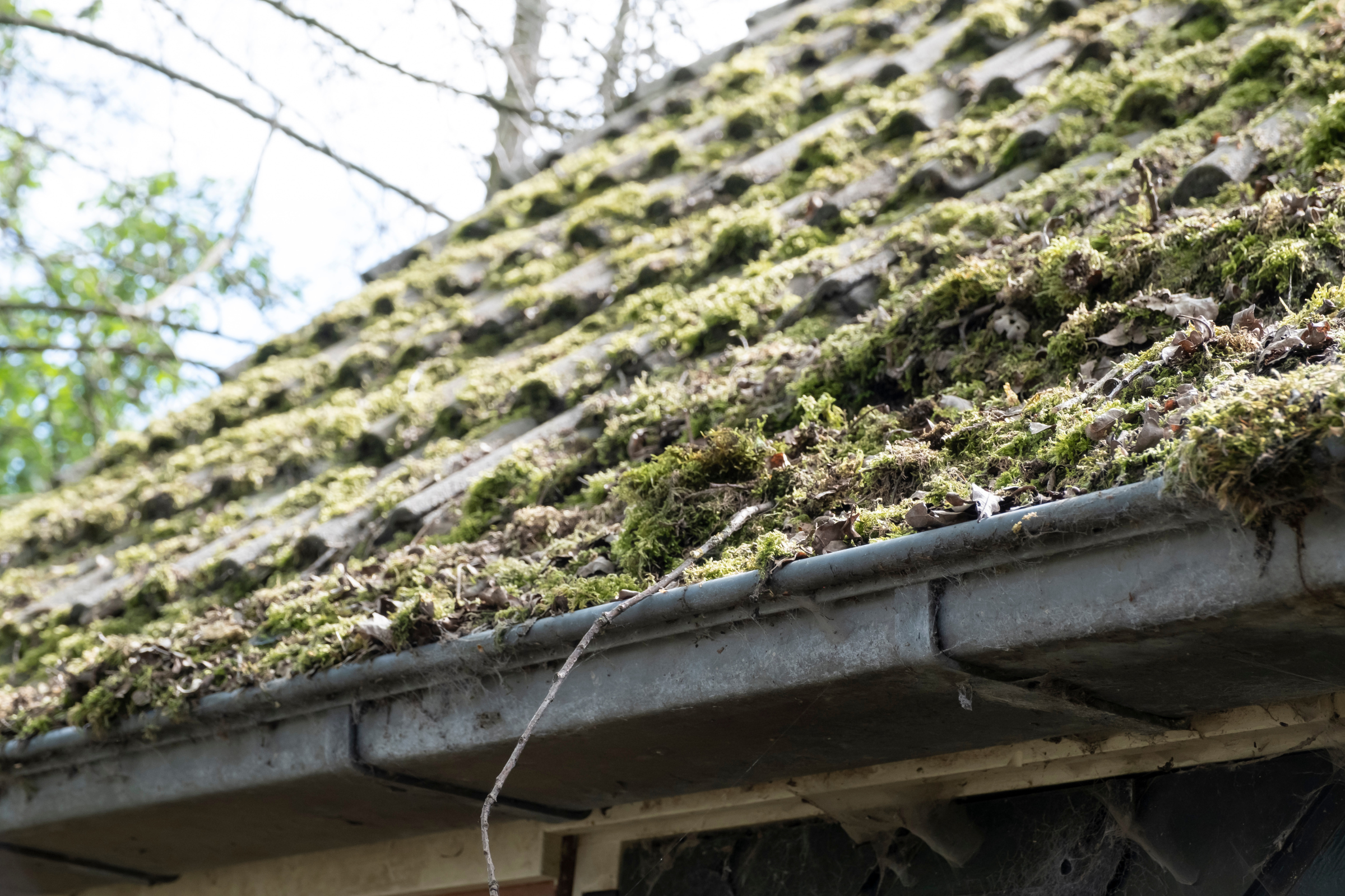 Moss growing on a roof and spreading into the gutter