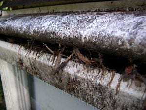 Fir Needles, Cedar Flagging, and Bigleaf Maple: What Is Really Filling Your Gutters